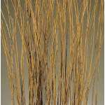 Asian Willow 4-5 foot