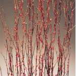 Berry Birch Branches - Red