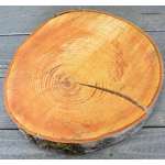 Red Alder Wood Slices (Birch Slices) - Medium