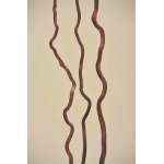 Corkscrew Willow - Color Cases