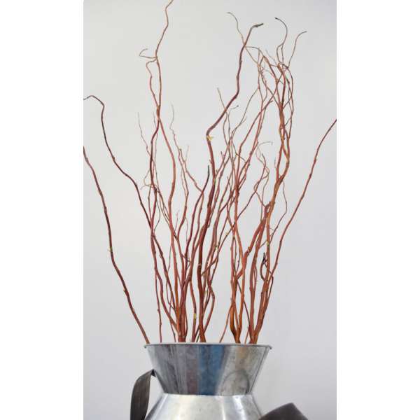 Dark Curly Willow (Weddings, Events, Centerpieces)