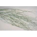 Dried Deco Branch - Green Glittered 3-4ft