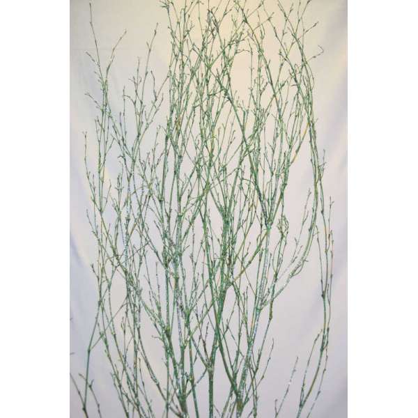 Dried Deco Branch - Green Glittered 3-4ft