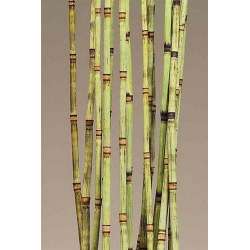 Decorative Equisetum