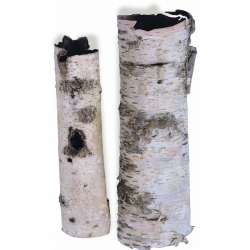 White Birch tubes - Birch Cylinders