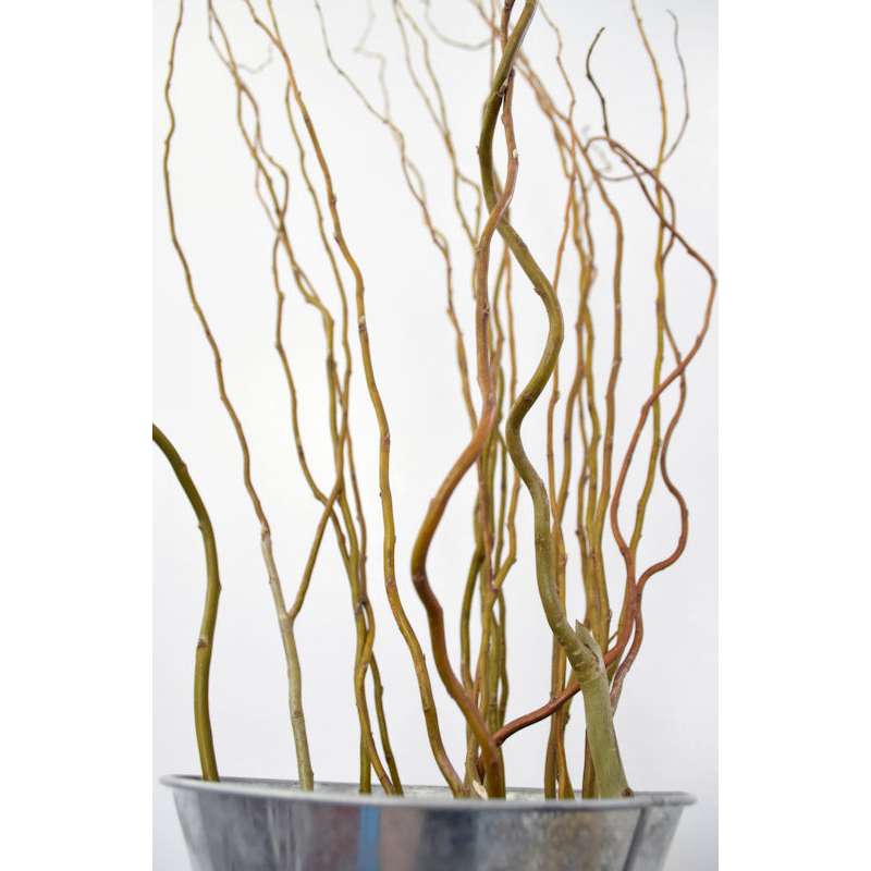 Corkscrew Willow Decorative Branches Curly Willow Branches Bleach