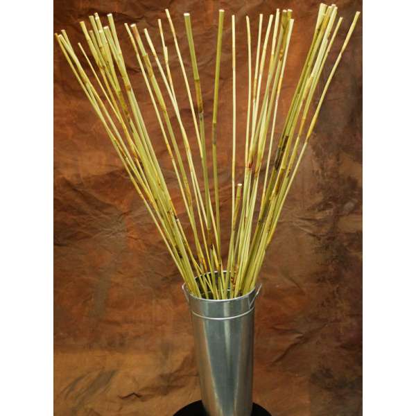 Decorative Elephant Reeds (Equisetum Like Reed)