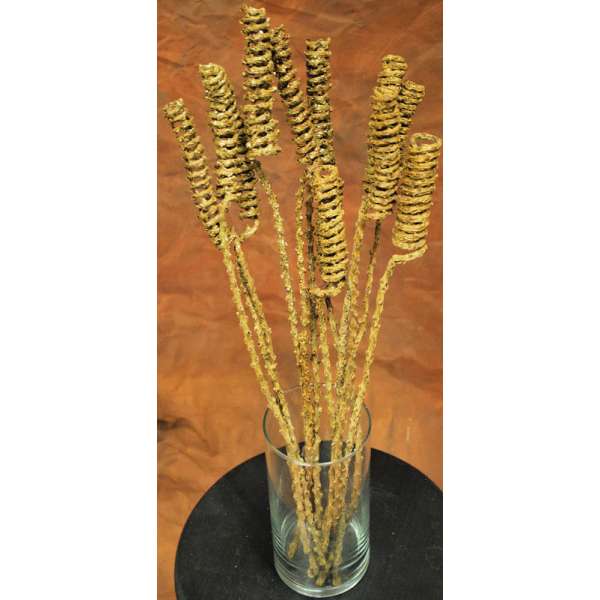 Dried Tail Springs