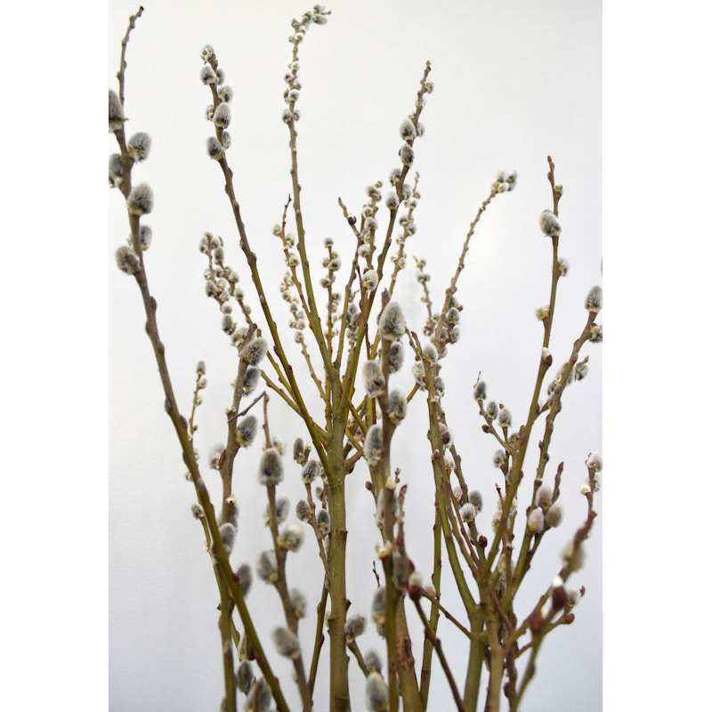 Lanmik 40 Stems 17.5 Inches 100% Real Natural Dried Pussy Willow Branches  for Vase Pussy Willows Dried Flowers Pussywillow for Home Decorations