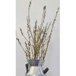 Dried Pussy Willow Branches
