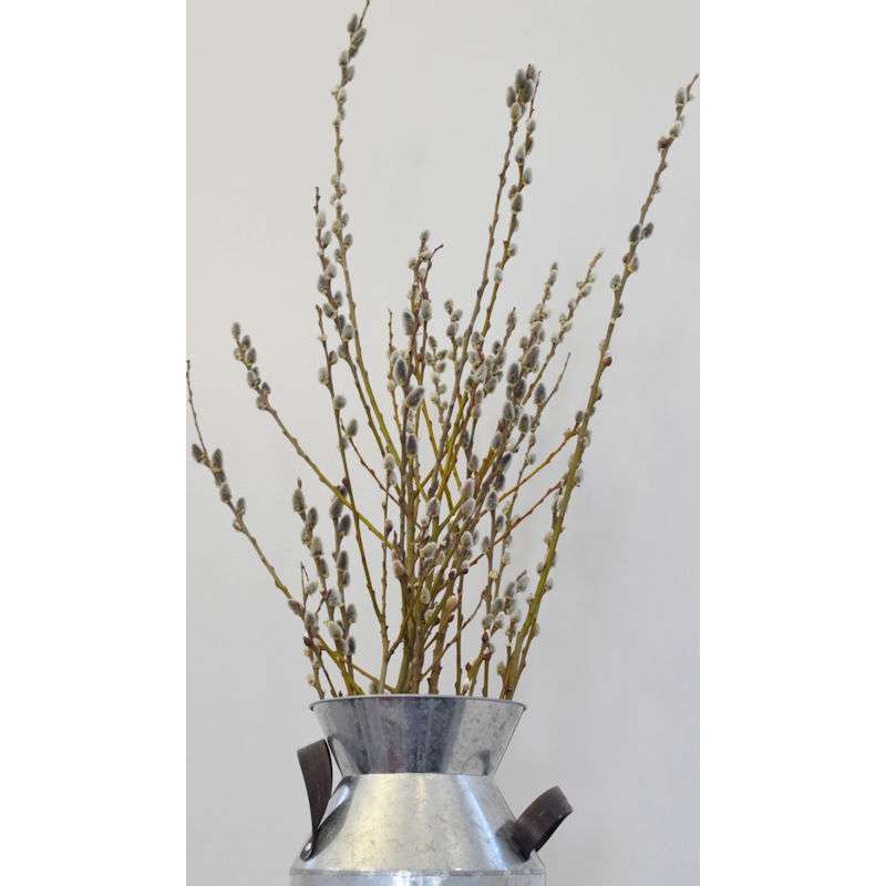 Lanmik 40 Stems 17.5 Inches 100% Real Natural Dried Pussy Willow Branches  for Vase Pussy Willows Dried Flowers Pussywillow for Home Decorations