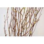 Gold Beaded Birch Branches