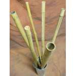 Long Dried Natural Bamboo Stalks - Shoots