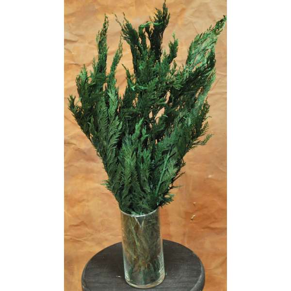 Preserved Cedar Tips - Cedar Boughs