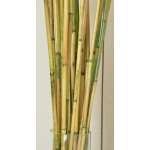 River Cane - RiverCane Bamboo