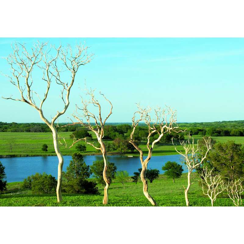 Styling a Stunning White Painted Manzanita Branch