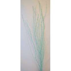 Sea Foam Birch Branches