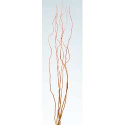 Curly Willow Branches for Arrangements - Long Stem Natural