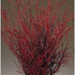 Sweet Huck Branches - Fire Red Huge 8oz Huckleberry bunch