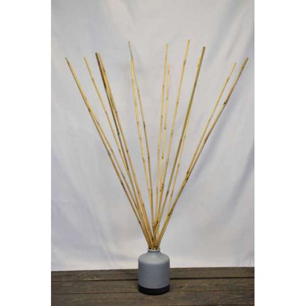 Wild Cane - Natural Bamboo