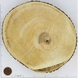 Tree Trunk Slices Large - Wood Slices for Sale