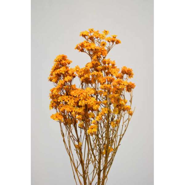 Dried African Daisy Flowers Bunch (Limited Stock)