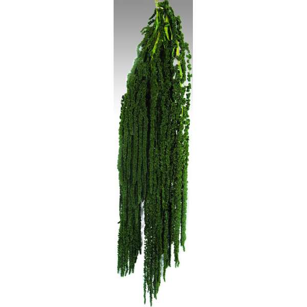 Hanging Amaranthus Preserved - Dried