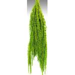 Hanging Amaranthus Preserved - Dried