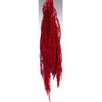 Hanging Amaranthus Preserved - Dried