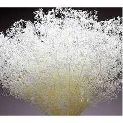 Dried Stardust Gypsophila - Dried Baby's Breath