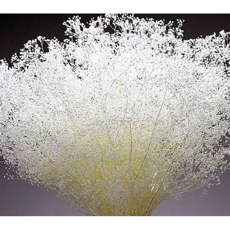 Dried Baby's Breath, White Baby's Breath