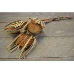 Dried Banksia Hookeriana - with natural leaves