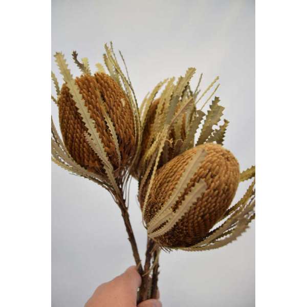 Dried Banksia Hookeriana - with natural leaves