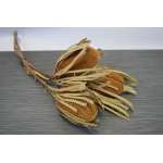 Dried Banksia Hookeriana - with natural leaves