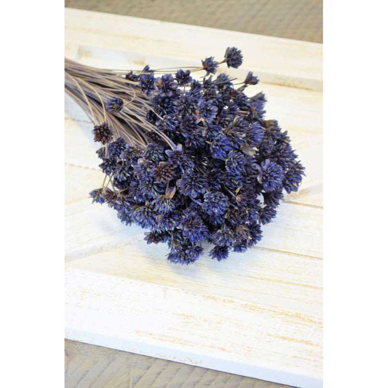 Dried Brazilian Hill Flowers - Navy Blue