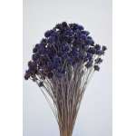 Dried Brazilian Hill Flowers - Navy Blue (Limited Stock)