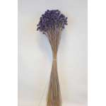 Dried Brazilian Hill Flowers - Navy Blue (Limited Stock)