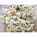 Dried Ammobium Flower Bunch - Winged Everlasting