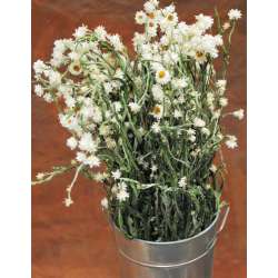 Dried Ammobium Flower Bunch - Winged Everlasting