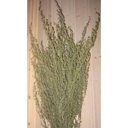 Dried Artemesia (Artemisia, Silver King, Wormwood)