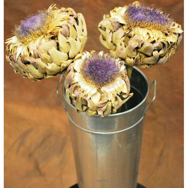 Dried Artichoke Blooms - Heads Only