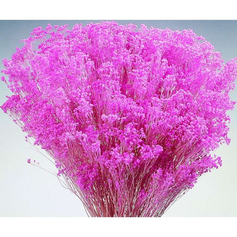 Dried Babys Breath Colors - Dried Gypsophila For Sale