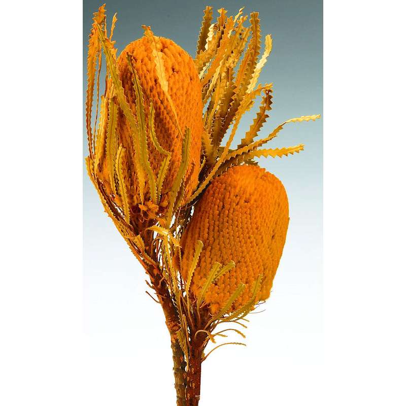 Dried Pearly Everlasting Flower Bunch