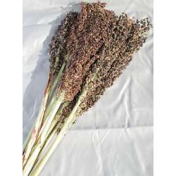 Dried Broom Corn - Decorative Black