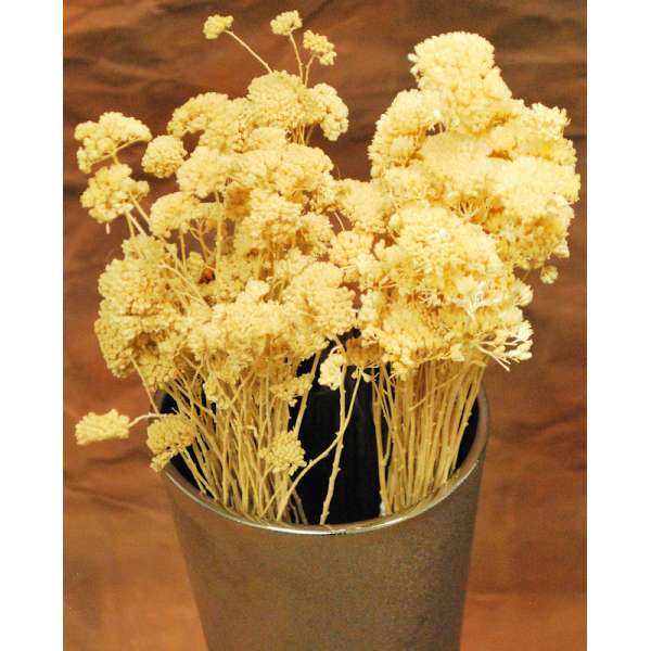 Dried Bleached Yarrow flower Bunches