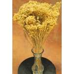 Dried Natural Bloom Broom Flowers - Brooms Bloom