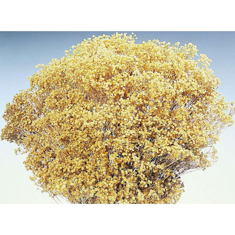 Dried Everlasting Flowers - Natural Helichrysum