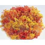 Dried Broom Bloom Flowers - Colors