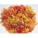 Dried Broom Bloom Flowers - Colors