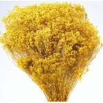 Dried Broom Bloom Flowers - Colors